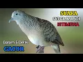 Download Lagu PERKUTUT LOKAL GACOR SUARA SUPER AMPUH COCOK UNTUK PANCINGAN SEMUA JENIS BURUNG PERKUTUT