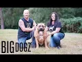 Barbarian Boerboels - The 200lb Dogs Of War BIG DOGZ