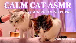 Calm Cat ASMR 🐱 15 Min Soft Purring Sounds for Deep Relaxation & Sleep