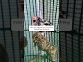 Download Lagu mancing suara burung kemade #kicauburunglovebird #bird #mangkicauoffecial #kicaumania