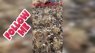 خبير فى تحليل الاشارات Archeology Professor Exclusive1 آثار دولار كنوز تحليل  خبير فى تحليل الاشارات Archeology Professor Exclusive1 آثار دولار كنوز تحليل