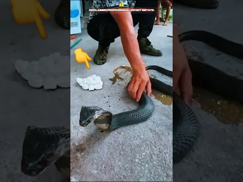 The handler is trying to relocate her along with her eggs, King Cobra.