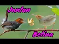 Download Lagu MASTERAN PIKAT BURUNG PRINJAK JANTAN DAN BETINA ❗