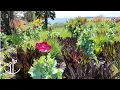 Download Lagu A Day at Windcliff | Dan Hinkley’s Garden is Pure Magic ✨🌿🌼