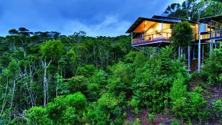 O Reilly s Rainforest Retreat Queenslan Accommodation