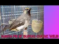 Download Lagu Suara pikat burung cucak wilis