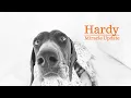 Hardy s Miracle Update A Dog s Second Chance You Have to See