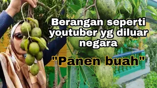 Download Mukbang buah kedondong versi panen buah tempatan MP3