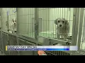Humane Society hosts Make My Day for discounts on pets
