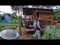 Download Lagu Indahnya hidup di hutan,membuat kolak keladi, ngumpul keluarga di pondok,ini hasil traktornya CTd-68