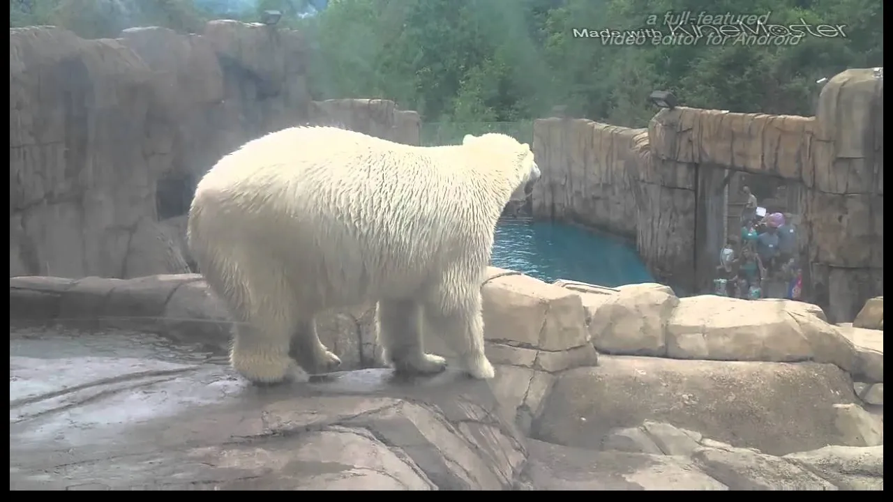 Polar bear dougie