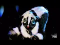 Download Lagu The Masked Singer 6 - Skunk is on a Midnight Train to Georgia