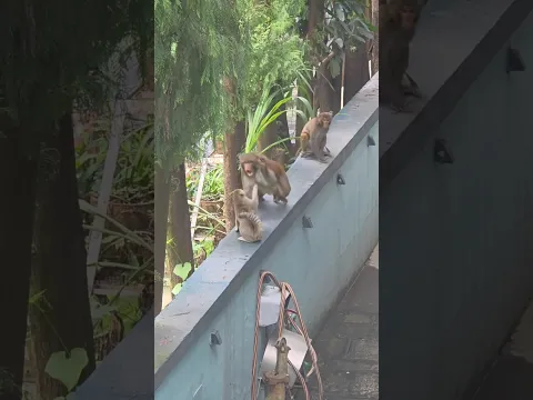 Cat vS large monkey