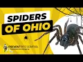 Everything to Know About Spiders of Ohio