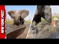 Download Lagu Elephant Tramples Tourist After Group Drifts too Close to Calves