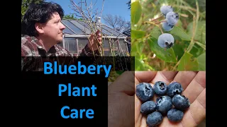 Download Blueberry Plant Care In 2020 MP3