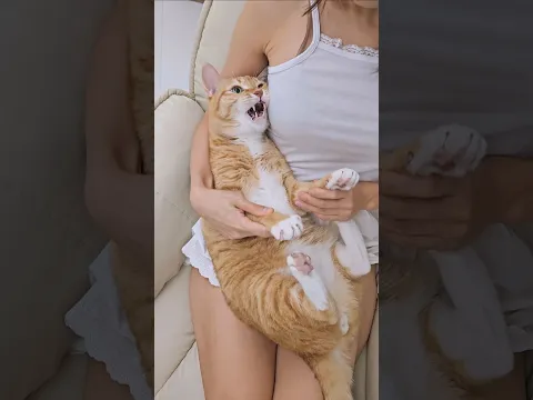 최산 춤 시키니까 집사 깨무는 고양이😹 #ateez Bad #shorts #cat #dance