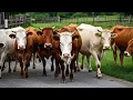 Download Lagu Video Gembala sapi lembu Menuju kandang, Suara Sapi Moo Memanggil kawanan untuk pulang - Sapi lucu🐄🐮