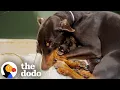 Download Lagu Mama Dog And Her Babies Who Got Dumped In The Rain Reunite | The Dodo