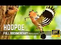 The Hoopoe Colorful Bird with an Unforgettable Call 8K Cimematic Documentary