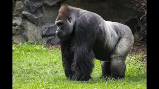 lagu populer kingkong badanya besar