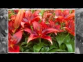 Where and How to Grow Lilies