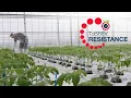 Lagu ToBRFV update: The quarantine glasshouse in Wageningen (including English \u0026 Polish subtitles)