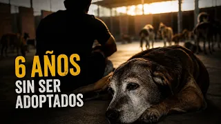 Nunca los sacrifique después de 6 años sin hogar 