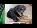 Pitbull Rottweiler Mix - Pittweiler Puppies
