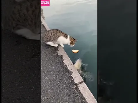Kindness Cat 🐱 and the Fish Adventure: A Splashy Tale! #kindness #fishing #shorts