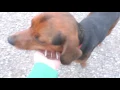 Star Beagle Rottweiler Mix for adoption