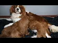 Blue Diamond Precious F1 Cavapoo Litter 1