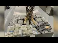 New Braunfels police arrest three seize pounds of marijuana and over a quarter million in cash