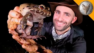 giant screaming frog