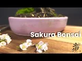 The Art of Cherry Blossom Bonsai Nature s Masterpiece
