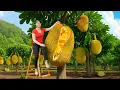 Download Lagu Harvest Jackfruit and Sell at the Countryside Market – Cook Delicious Jackfruit Sticky Rice