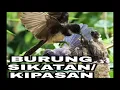 Download Lagu SUARA PIKAT BURUNG SIKATAN/KIPASAN AMPUH