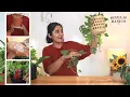 Watering hanging plant the right way Garden Up Basics Ep 30