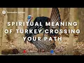 Spiritual Meaning of Turkey Crossing Your Path Turkey Spiritual Meaning