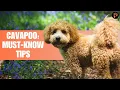 12 things to know before getting a Cavapoo