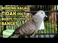 Lagu Perkutut Lokal Gacor Suara Super Kristal - Pancingan Malas Bunyi  (99%AMPUH BANGET)