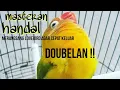 Download Lagu Masteran Lovebird nada kering mempercepet keluar doubelan