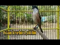 Download Lagu Dijamin Cendet Langsung GACOR Dan EMOSI Dengan Suara CENDET Isian Lovebird,Cililin