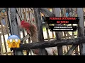 Lagu Ayam Kelabu Putih Ini Pernah Ditawar 20 Juta‼️Rahasia Ayam Juara yang Banyak Dicari🔥