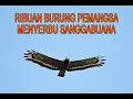 Download Lagu Ribuan Raptor Migran Menyerbu Sanggabuana