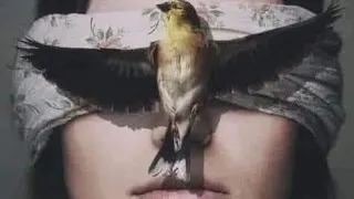 حبيبي    يحرم عليا دندنها