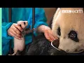 Download Lagu Panda Doesn't Realise She's Had Twins! | BBC Earth