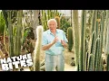 David Attenborough The Fascinating Life Cycle of Desert Plants Nature Bites