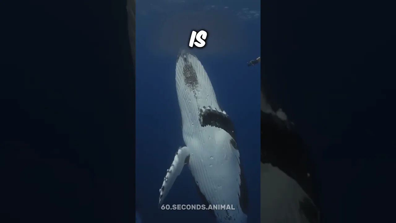 SHORT ANIMALS