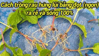 Download Cách trồng rau húng lủi không cần gốc rễ - chỉ cần đọt (ngọn) / how to grow mint from cuttings MP3